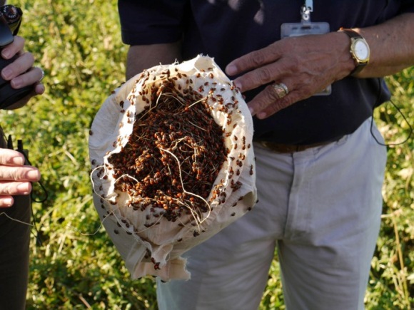 Marienkäfer werden in die Felder entlassen, um Schädlinge zu kontrollieren, darunter Blattläuse, Schmierläuse und Weiße Fliegen.